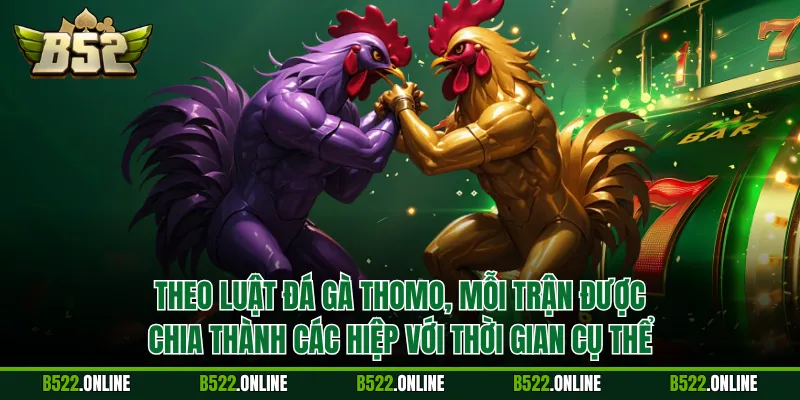 Theo luật đá gà Thomo, mỗi trận được chia thành các hiệp với thời gian cụ thể